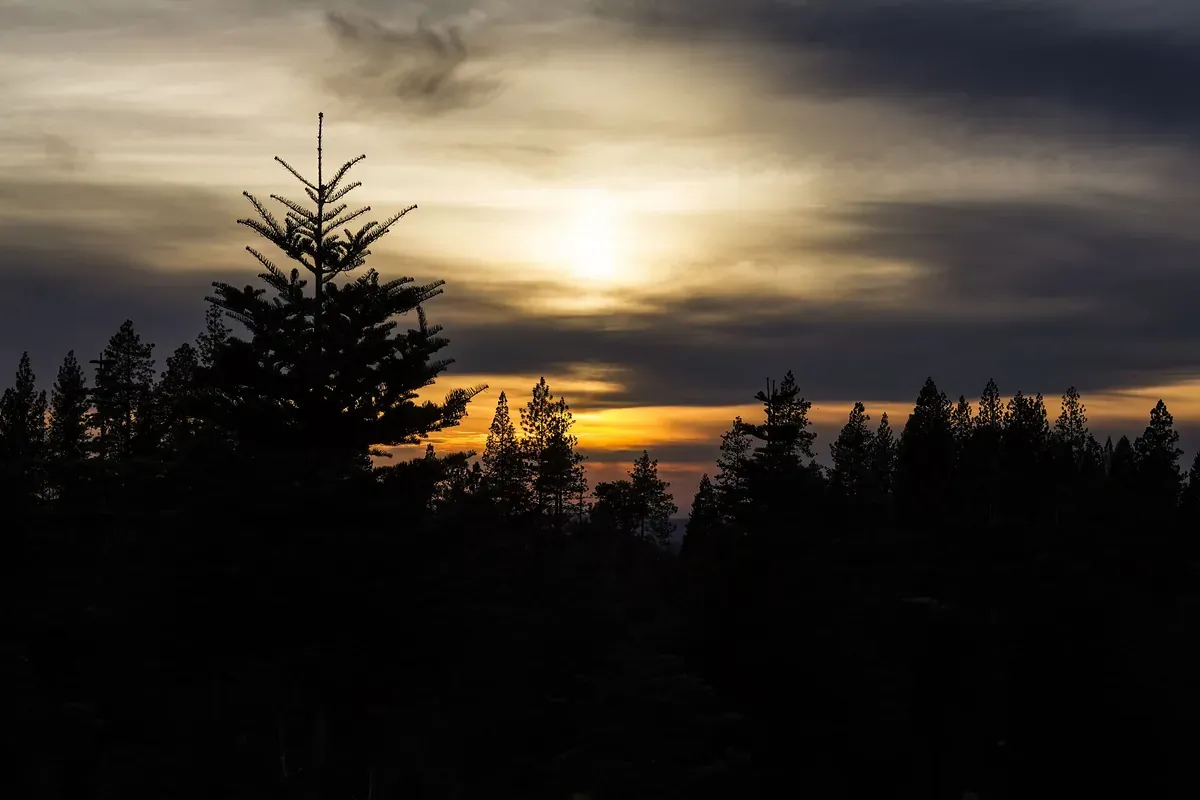 Sunset over the conifer forest of Apple Hill above Camino in El Dorado County
